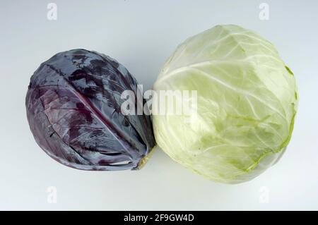 Rotkohl und Weißkohl (Brassica oleracea var. capitata f. alba), Blauer Kohl (Brassica oleracea var. rubra), innen, Studio Stockfoto