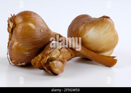 Geräucherter Knoblauch (Allium sativum) Stockfoto