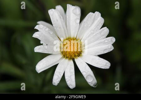 Nahaufnahme einer Gänseblümchen (Bellis perennis) Stockfoto