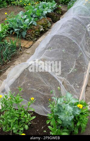 Gemüsegarten, Fleece, Insektenschutz Stockfoto