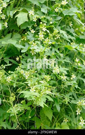 Rote Zaunrübe (Bryonia cretica), Falscher Mandrake, zweihäusige Zaunrübe (Bryonia dioica) Stockfoto