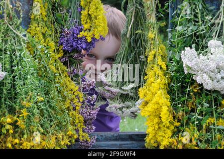 Zum Trocknen aufgehängte Kräuter, Johanniskraut, Schafgarbe, Minze, Zitronenmelisse, Bettstroh (Hypericum perforatum) (Achillea millefolium) (Galium verum) Stockfoto