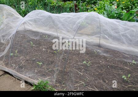 Gemüsegarten, Fleece, Insektenschutz Stockfoto