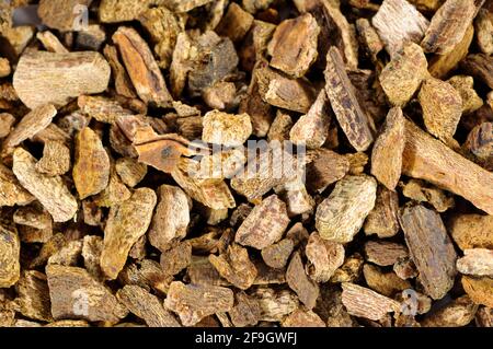 Getrocknete Rhabarberwurzel (Rheum palmatum), Rhabarberwurzel, Rhabarberwurzel Stockfoto