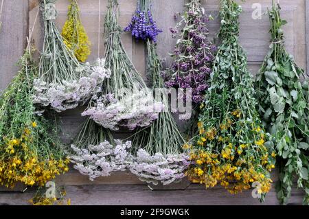 Zum Trocknen aufgehängte Kräuter, Johanniskraut, Schafgarbe, Minze, Zitronenmelisse, Bettstroh (Hypericum perforatum) (Achillea millefolium) (Galium verum) Stockfoto