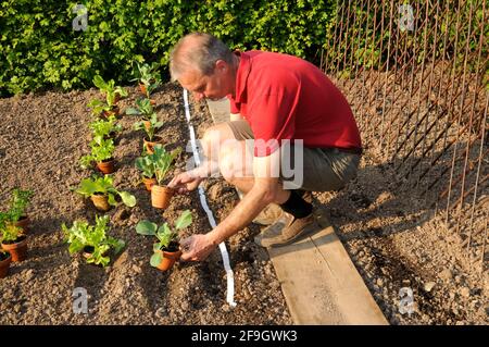Mann legt Gemüsebeet, Samenband, pflanzt Gemüsepflanzen, Sämlinge Stockfoto