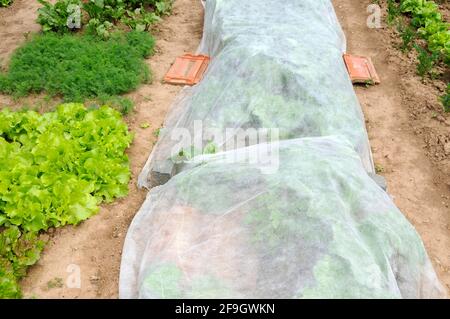 Gemüsegarten, Fleece, Insektenschutz Stockfoto