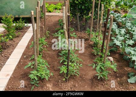 Tomaten, Tomatenpflanzen (Solanum lycopersicum) Stockfoto