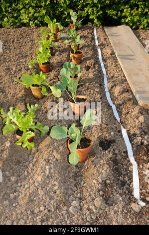 Pflanzen eines Gemüsebeckens, Samenband, Gemüsepflanzen, Junge Pflanzen Stockfoto