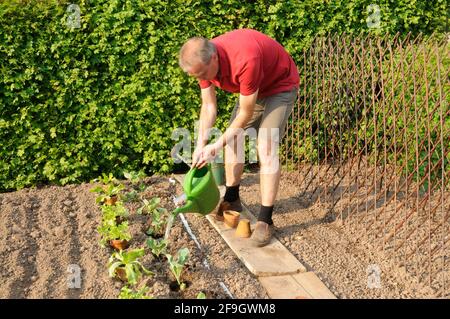 Mann, der Gemüsebeet anpflanzt, Samenband, Gemüsepflanzen bewässern, junge Pflanzen, Gießkanne, Bewässerung an Stockfoto