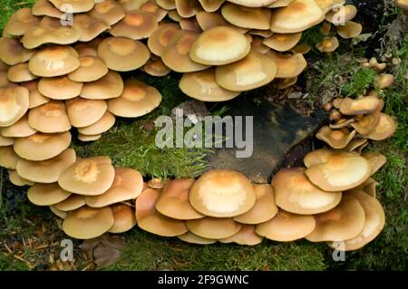 Kühneromyces mutabilis (Kühneromyces) Stockfoto