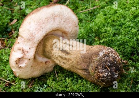 Biliäre Röhre (Tylopilus feleus) Stockfoto