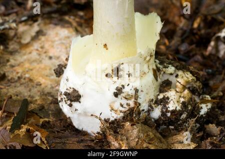 Amanita phalloides (Amanita phalloides), Knollenblattpilz Stockfoto