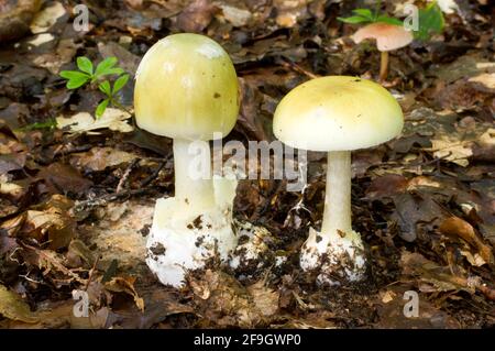 Amanita phalloides (Amanita phalloides), Knollenblattpilz Stockfoto