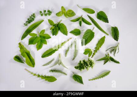 Grüne Blätter, Zutaten für Smoothie, Goutweed, Spitzwegerich, Dandelion, Schafgarbe, Brennnessel, Wiesenknopf Stockfoto