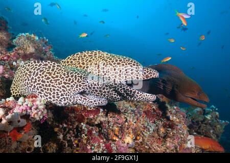 Honigwabenmoränen (Gymnothorax favagineus), Nord-Male-Atoll, Indischer Ozean, Malediven Stockfoto