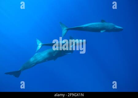 Pottwale (Physetter macrocephalus), kleine Antillen, Leeward Islands, Dominica Stockfoto