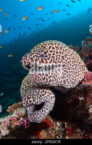 Honigwabenmoränen (Gymnothorax favagineus), Nord-Male-Atoll, Indischer Ozean, Malediven Stockfoto