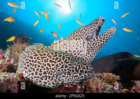 Honigwabenmoränen (Gymnothorax favagineus), Nord-Male-Atoll, Indischer Ozean, Malediven Stockfoto
