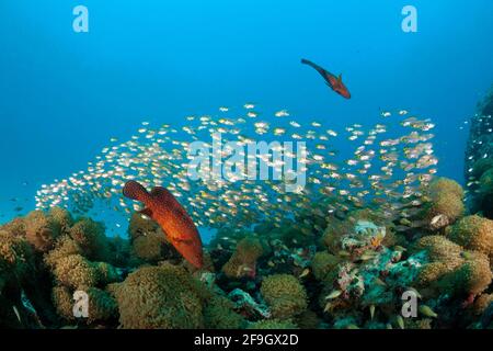 Schweinekehrmaschinen (Parapriacanthus ransonneti) und Vermillion-Seabass (Cephalopholis miniata), Baa-Atoll, Indischer Ozean, Schweinekehrmaschinen, Malediven Stockfoto