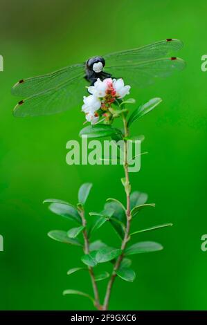 Black Darter (Sympetrum danae) auf Cranberry, Niedersachsen, Deutschland Stockfoto