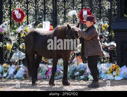 Sandringham, Großbritannien. April 2021. Hannah Whyman-Naveh mit Shadow (26) am Norwich Gates vor dem Sandringham House in Norfolk, um Prinz Philip Duke von Edinburgh zu ehren, am Tag seiner Beerdigung, 17. April 2021 Quelle: Paul Marriott/Alamy Live News Stockfoto