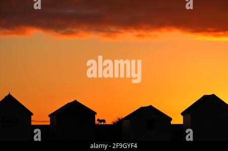 Heacham, Großbritannien. April 2021. Ein Hund, der bei Sonnenuntergang gegen den orangenen Himmel geschildet wird, spaziert entlang der Promenade hinter diesen Strandhütten in Heacham, Norfolk. Kredit: Paul Marriott/Alamy Live Nachrichten Stockfoto