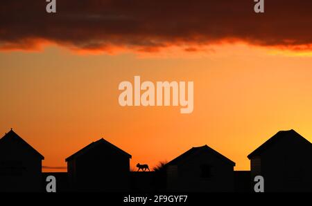 Heacham, Großbritannien. April 2021. Ein Hund, der bei Sonnenuntergang gegen den orangenen Himmel geschildet wird, spaziert entlang der Promenade hinter diesen Strandhütten in Heacham, Norfolk. Kredit: Paul Marriott/Alamy Live Nachrichten Stockfoto