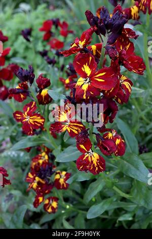 Erysimum cheiri ‘Scarlet bedder’ mit Mosaikvirus Wallflower Scarlet bedder – orange und gelbe Blüten mit roten Streifen, April, England, Großbritannien Stockfoto