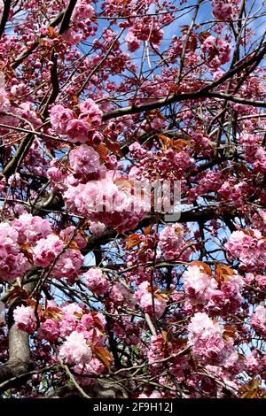 Prunus ‘Kanzan’ Kanzan Kirschblüte – gestielte Cluster aus doppelt rosa Blüten, April, England, Großbritannien Stockfoto