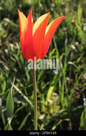 Tulipa ‘Ballerina’ Lilie blühend 6 Ballerina Tulpe - dunkelrosa rote Blüten, breite orangefarbene Ränder, April, England, UK Stockfoto