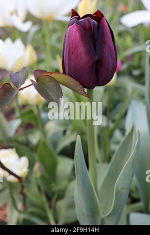 Tulipa ‘Queen of Night’ Single Late 5 Queen of Night Tulpe – dunkelviolette kastanienbraune Blüten, April, England, Großbritannien Stockfoto