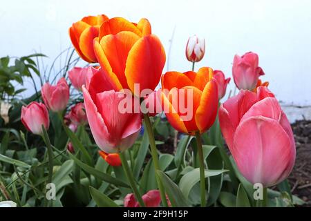 Tulipa ‘Laura Fygi’ Triumph Tulip 3 Tulipa ‘Pink Impression’ Triumph Tulip 3 April, England, Großbritannien Stockfoto