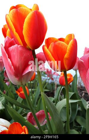 Tulipa ‘Laura Fygi’ Triumph Tulip 3 Tulipa ‘Pink Impression’ Triumph Tulip 3 April, England, Großbritannien Stockfoto