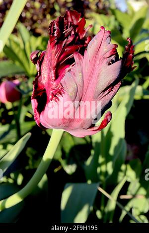 Tulipa gesneriana var dracontia ‘Schwarzer Papagei’ Papagei 10 Schwarzer Papageientulpe - verdrehte schwarz-violette Blütenblätter, magentafarbene Ränder, schwache grüne Flammen, April Stockfoto