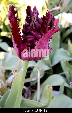 Tulipa gesneriana var dracontia ‘Schwarzer Papagei’ Papagei 10 Schwarzer Papageientulpe - verdrehte schwarz-violette Blütenblätter, magentafarbene Ränder, schwache grüne Flammen, April Stockfoto