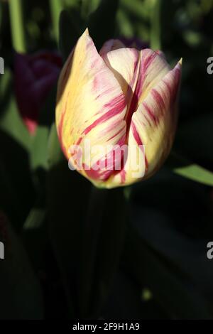 Tulipa ‘World Expression’ Single Ende 5 World Expression Tulpe – cremefarbene Blume, dunkelrote Flammen, zartes Gelb, gelbe Basis, April, England, Großbritannien Stockfoto