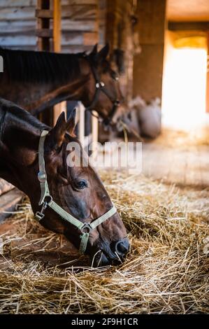 Auf dem Bauernhof am Sommerabend im Stall essen die Pferde nach Reitunterricht bei einem Ausbilder Heu. Stockfoto