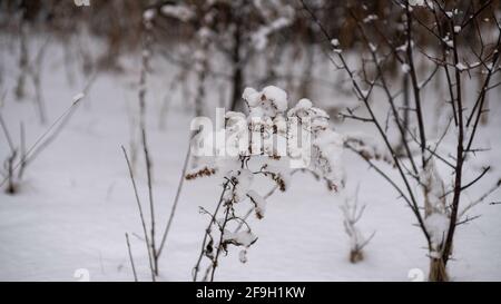 Ein schneebedeckter Wald mit wachsenden dornigen Ästen und einem schneebedeckten Pflanze im Vordergrund Stockfoto