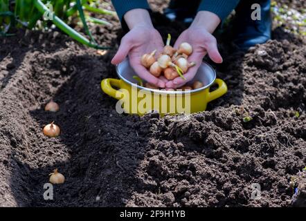 Junge Zwiebeln in den Händen des Gärtners vor dem Pflanzen. Stockfoto