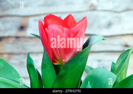 Nahaufnahme der Tulpe Seadov wächst in einem Border Cup Geformte rote Blüten, die zur Triumph-Gruppe von Tulpen gehören Abteilung 3 Stockfoto