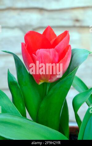 Nahaufnahme der Tulpe Seadov wächst in einem Border Cup Geformte rote Blüten, die zur Triumph-Gruppe von Tulpen gehören Abteilung 3 Stockfoto