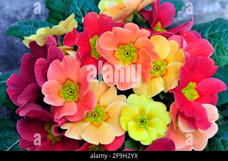 Primula vulgaris Ringostar zeigt verschiedene Farben des roten rosa Pfirsichs Und gelb Dies ist eine halbimmergrüne winterharte Staude, die Blumen im späten Winter Stockfoto