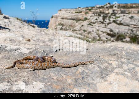 BIRZEBBUGA, MALTA - 24. Mai 2020: Eine Erwachsene Leopardenschlange oder Europäische Ratschlange, Zamenis situla, schlittern zwischen Felsen und Vegetation auf Klippen in der Stockfoto