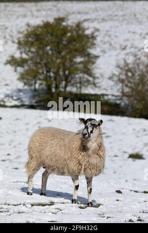 Schafe im Feld im Schnee, North Yorkshire, England, Vereinigtes Königreich Stockfoto