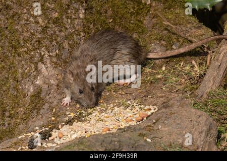 Wildbrauner Ratte Fütterung bei Tageslicht, Großbritannien Stockfoto