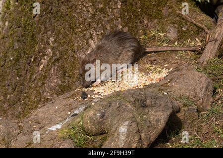 Eine Wild Brown Ratte bei Tageslicht, Großbritannien Stockfoto