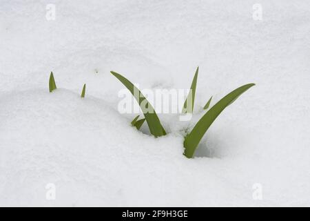 Die Seerose, Hemerocallidoideae, sticht durch einen frischen Frühlingsschnee auf dem Adirondack Mountain, NY, USA Stockfoto