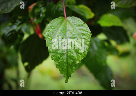 Ein grünes Blatt einer chinesischen Hibiskusblüte mit Wasser Tropfen auf der Oberfläche Stockfoto