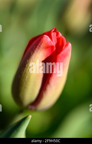 Die zarte Blüte einer roten Tulpe beginnt sich zu öffnen Vor einem verschwommenen grünen Hintergrund Stockfoto